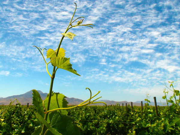 美好初春，讓我們喝一杯優(yōu)雅精致的黑皮諾