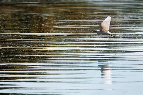 天空沒有翅膀的痕跡，而我已飛過