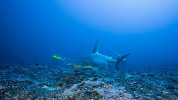 海洋瀕危物種的守護(hù)者，寶珀分享Tamataroa行動(dòng)的幕后故事